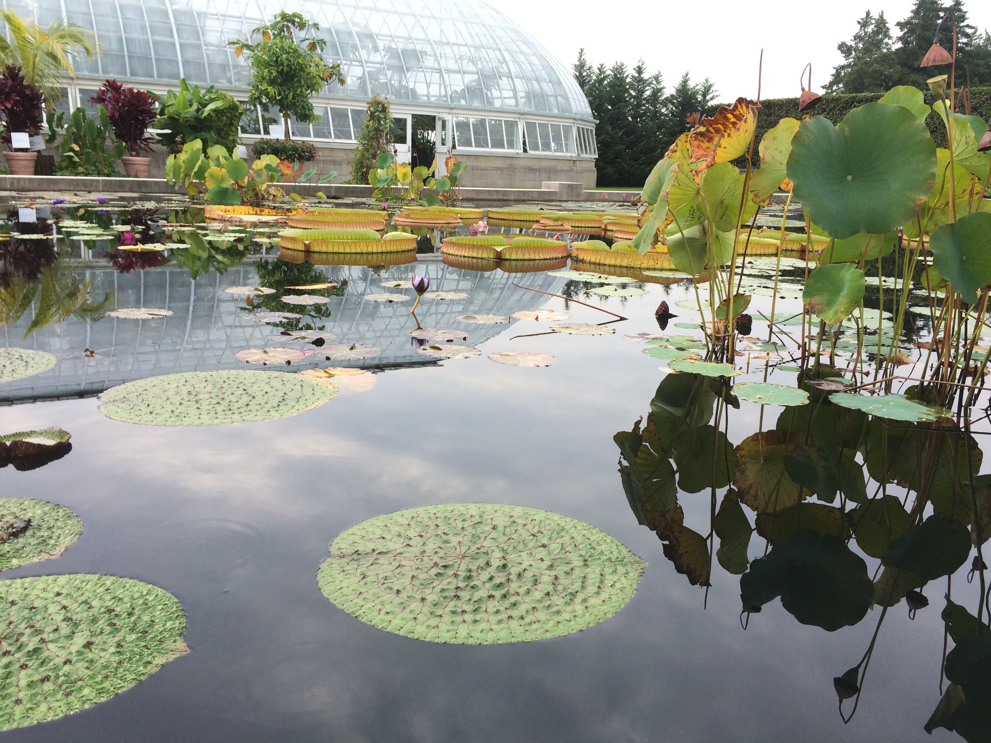 Photo of small water lily pads in foreground, large lily pads in mid-ground, and a large glasshouse in the background.