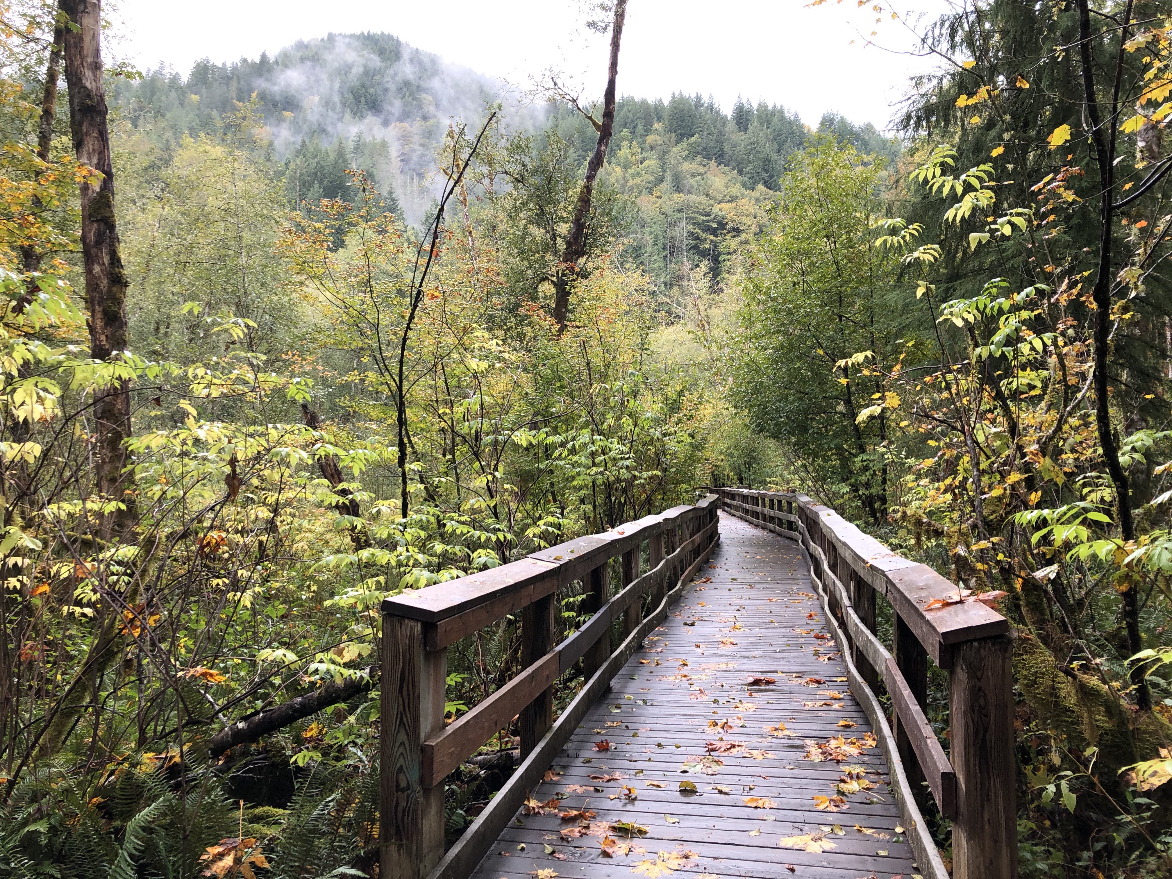 A sunlight-spackled wooden bridge centered between trees starting to change yellow for autumn.