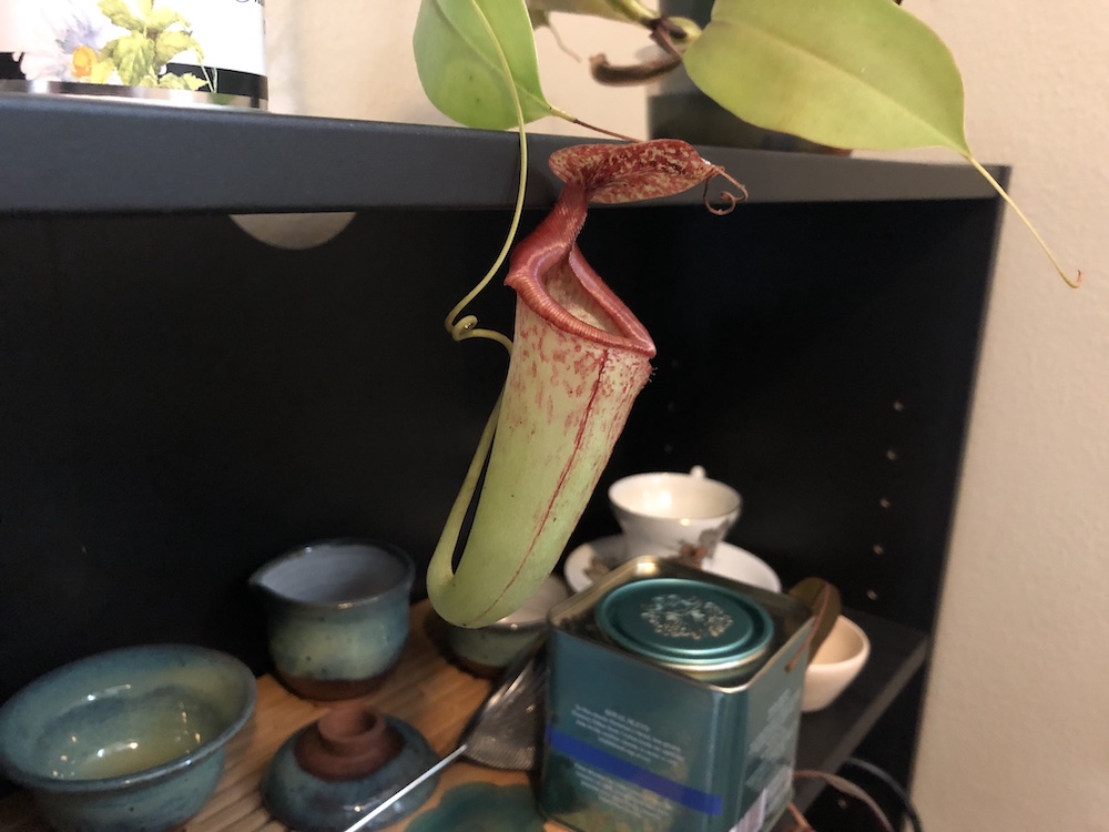 A 3/4 view of a nepenthes gothica upper pitcher. It is 4 inches tall, mostly green, with red spots around the mouth and a bright red and ridged peristome (rim around the mouth) and a red spotted lid.