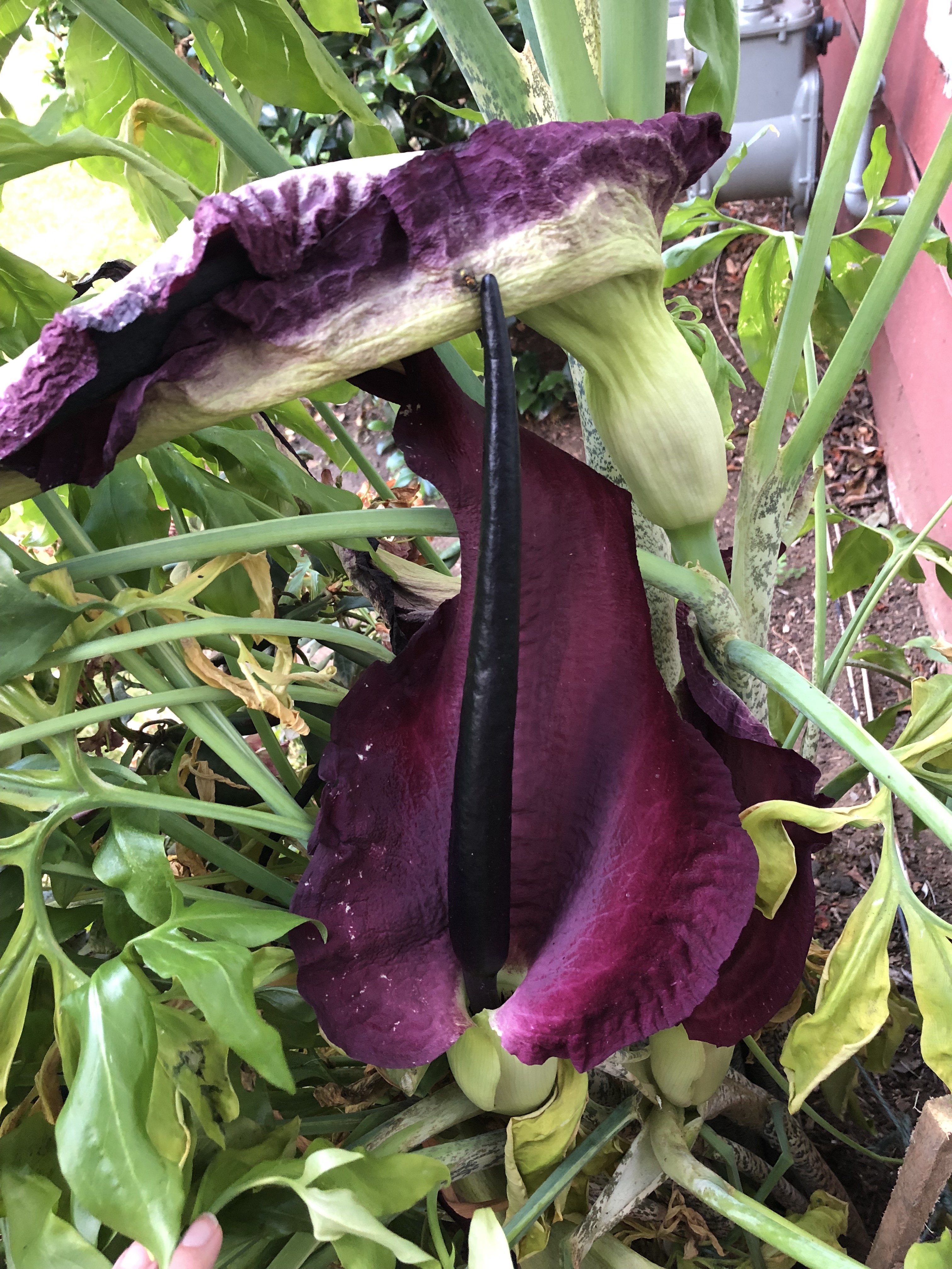 A large purple flower with a large, single black stamen.